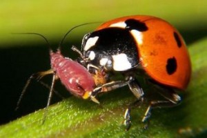 Вредные и полезные насекомые для человека в саду