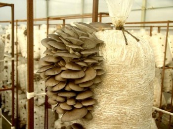 Выращивание гриба вешенка в домашних условиях