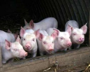 Выращивание и откорм свиней в домашних условиях на даче