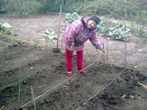 Выращивание овощей в открытом грунте на даче на грядках