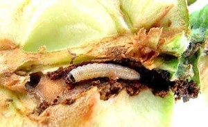 Гусеница яблочная плодожорка: меры борьбы