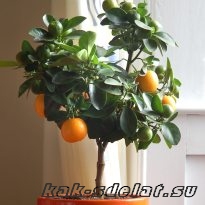 Домашнее апельсиновое дерево
