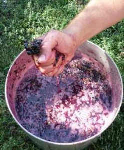 Домашнее виноградное вино: рецепты приготовления