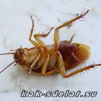 Как вывести домашних тараканов рыжих?