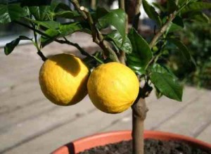 Как вырастить домашний лимон из черенка в квартире?