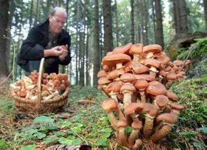 Как вырастить лесные грибы на даче, в саду?
