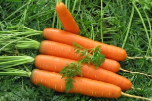Как вырастить хорошую крупную сладкую морковь?