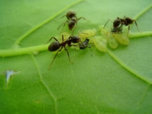 Как избавиться от черных муравьев на огороде и на дачном участке?