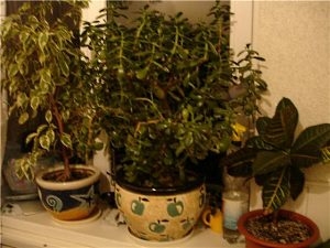 Как правильно выбрать комнатное растение по условиям?