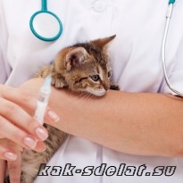 Какие прививки нужны кошкам?