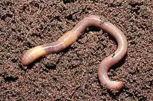 Повышение и сохранение плодородия почвы с помощью калифорнийских  червей