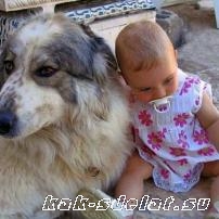 Собака и маленький ребенок в одном доме