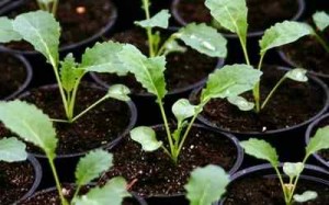 Сорта капусты ранней, выращивание рассады ранней капусты белокочанной