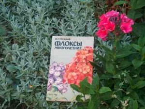 Цветы флоксы: посадка, выращивание и уход в саду