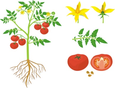 https://media.istockphoto.com/vectors/parts-of-plant-morphology-of-tomato-plant-with-green-leaves-red-vector-id1203065165?k=20&m=1203065165&s=612x612&w=0&h=QXYbiugiNRG1UZA56EXEHc2sWoVyE_2-sZpcNFMVTUw=