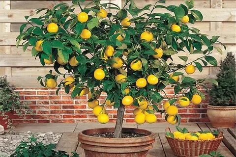 Лимонное деревце с плодами символизирует духовное очищение и дружбу. 