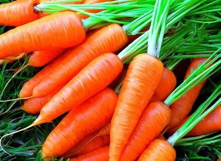 морковь против рака.