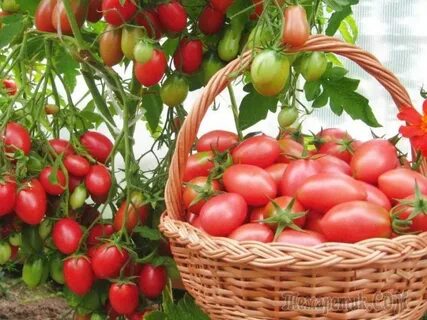 Подкормка томатов: когда и чем подкармливать помидоры во время цветения и п...