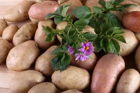 Ранний картофель особенно актуален для дачников.