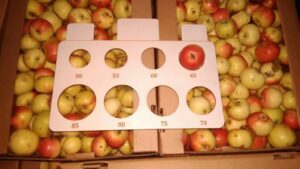 Сортировка яблок