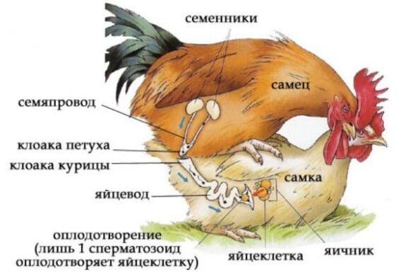 Этапы развития курицы в картинках для детей