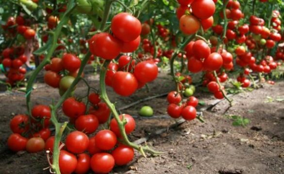 Как использовать урожай низкорослых томатов в кулинарии