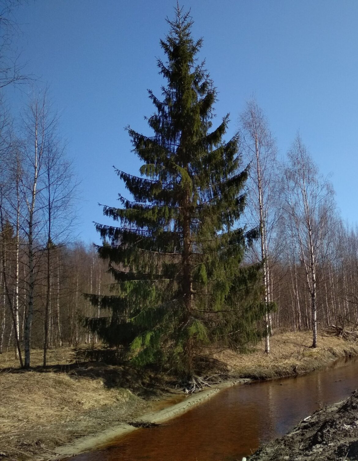 Как выглядит дерево ель фото