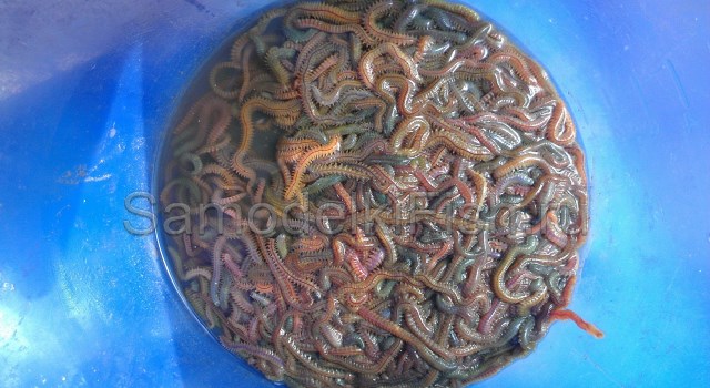 Лиманский червь нереис для ловли пеленгаса и кефали