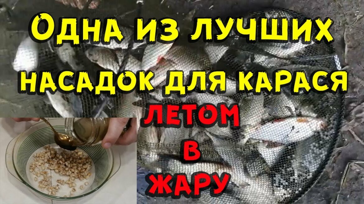 pyat-luchshih-nasadok-dlya-lovli-karasya