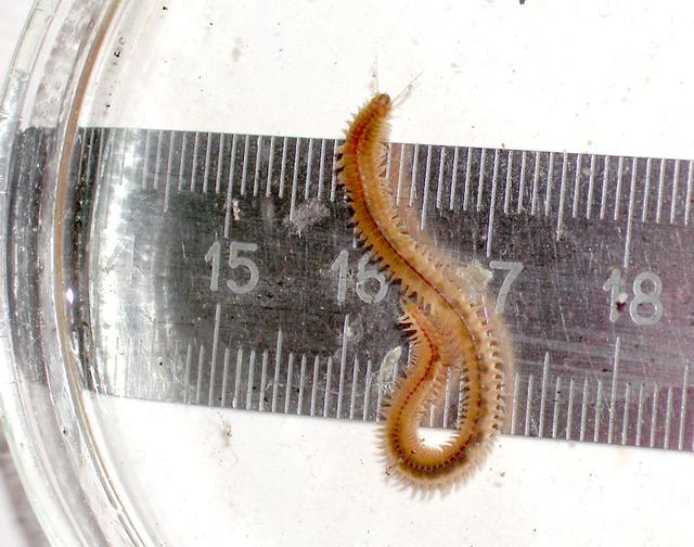 Лиманский червь