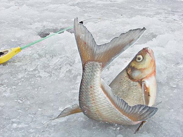 Зимняя рыбалка на тесто