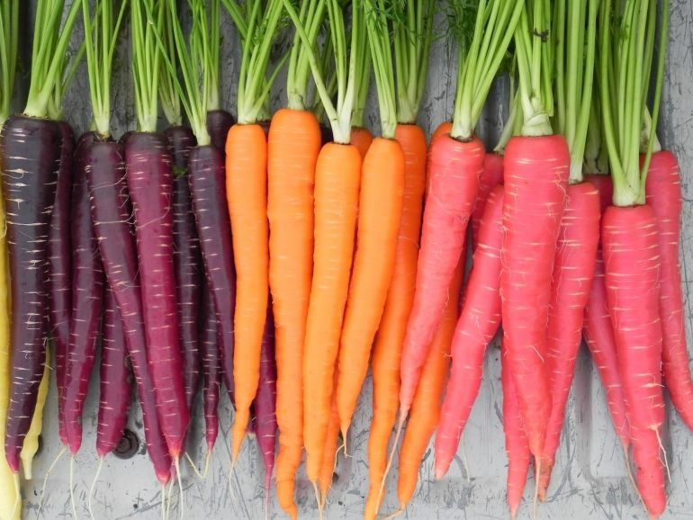 Когда убирать морковь с грядки на хранение осенью 2018: самые оптимальные сроки