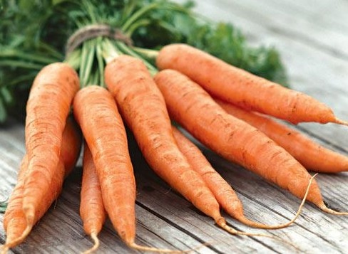 Когда убирать морковь с грядки на хранение осенью 2018: самые оптимальные сроки