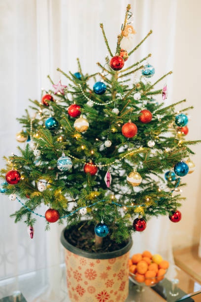 Живая елка на Новый год 2019: елка в горшке - как выбрать, правила ухода