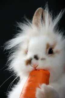 Пушистый кролик с морковью на черной предпосылке стоковое фото rf.