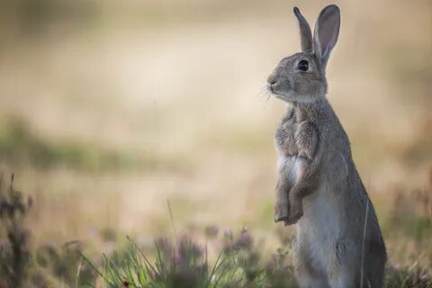 Зайцы и кролики Дикий лесной заяц стоит на траве - обои для рабочего стола,...
